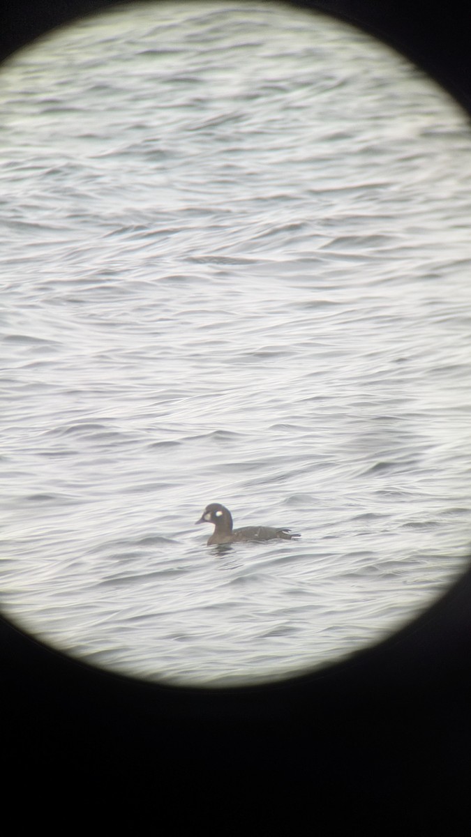 Harlequin Duck - ML645331113