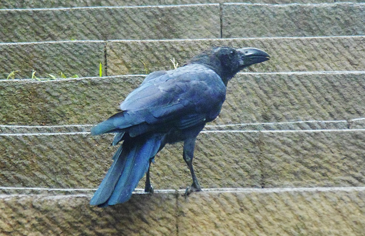 tykknebbkråke (macrorhynchos gr.) - ML645331117