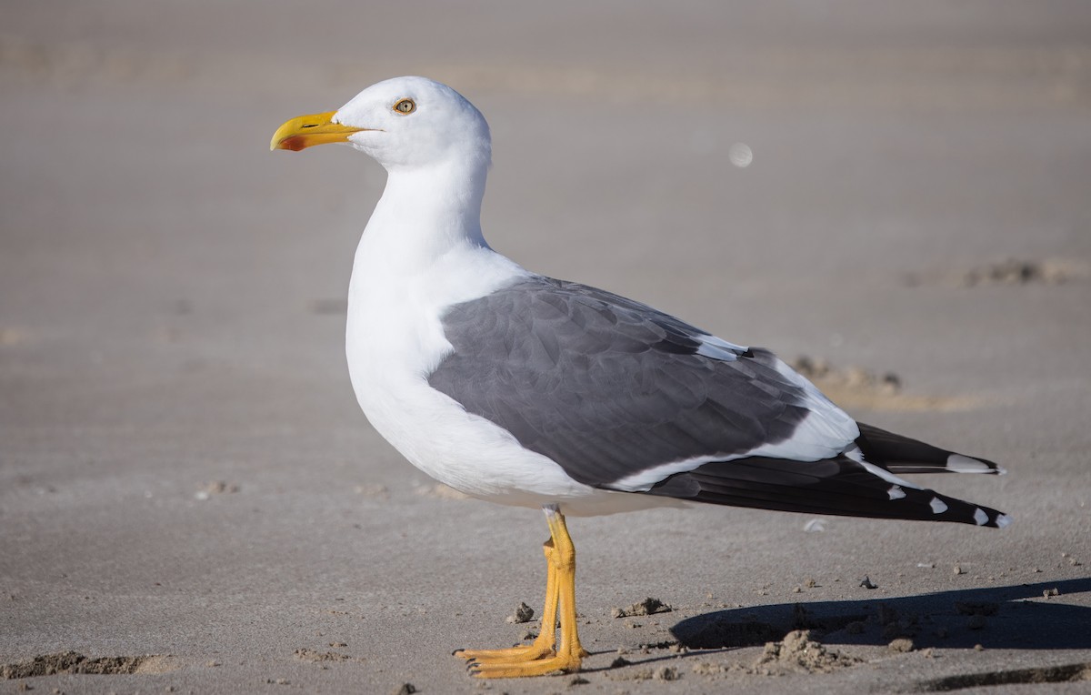 gulfotsvartbak - ML645331124