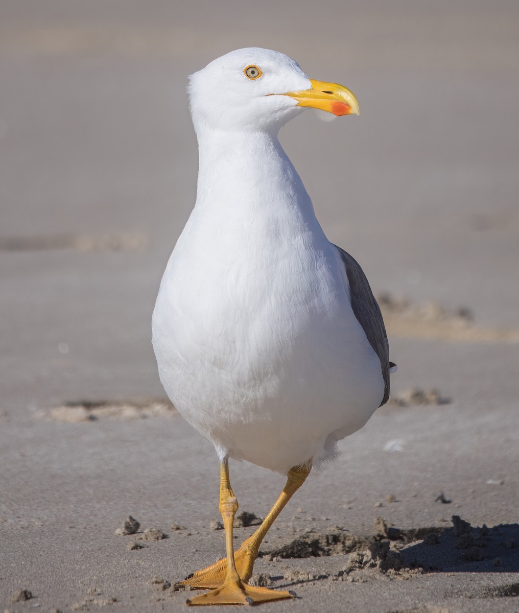 gulfotsvartbak - ML645331125