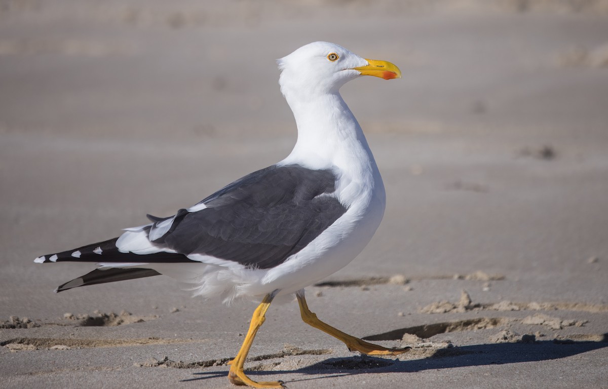 gulfotsvartbak - ML645331128