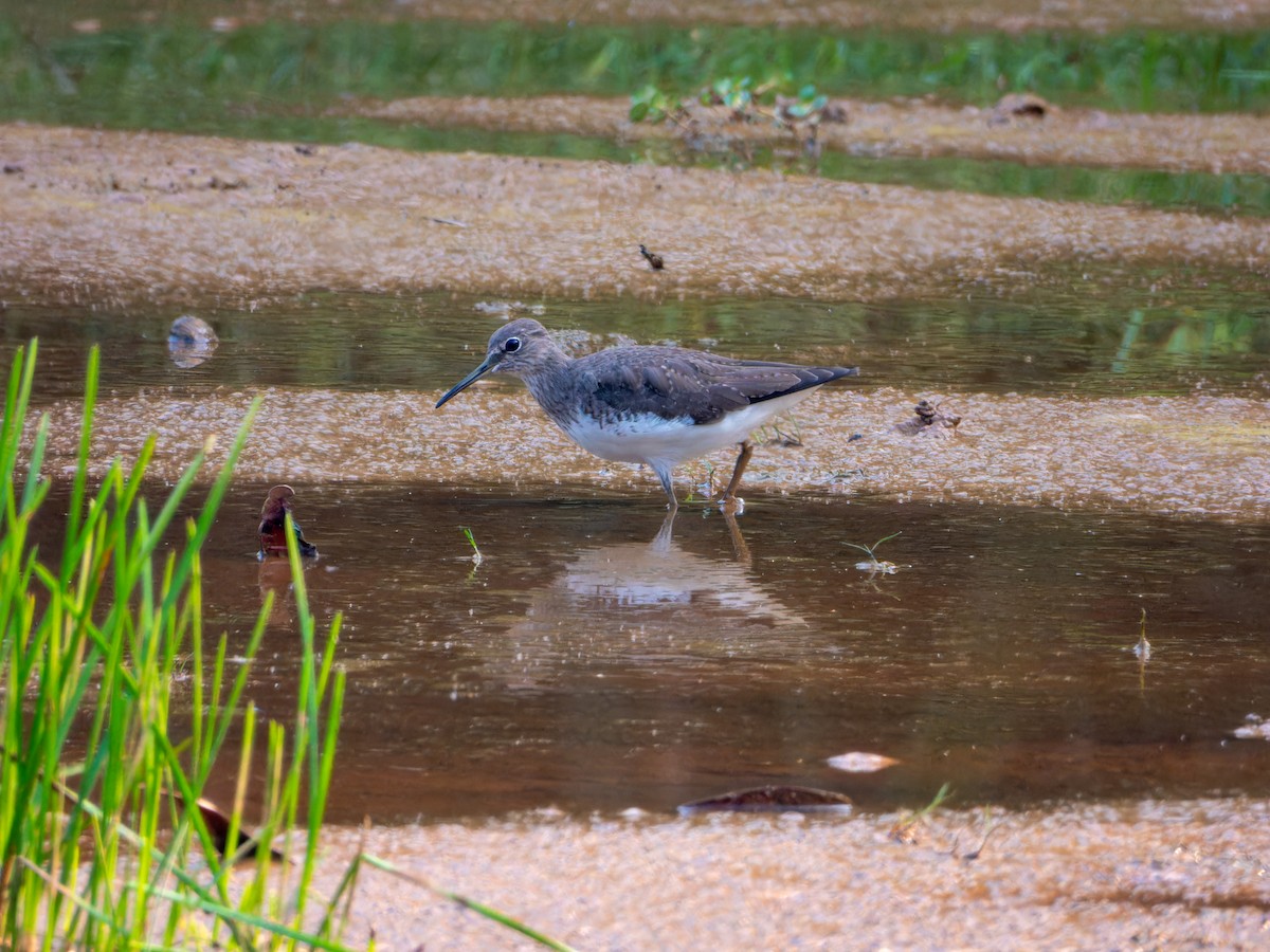 skogsnipe - ML645331130