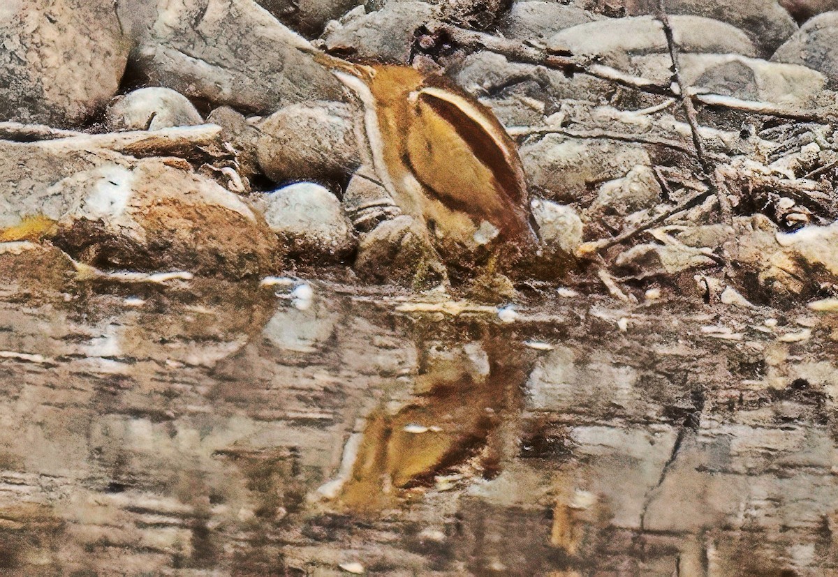 pygmérørdrum - ML645331131