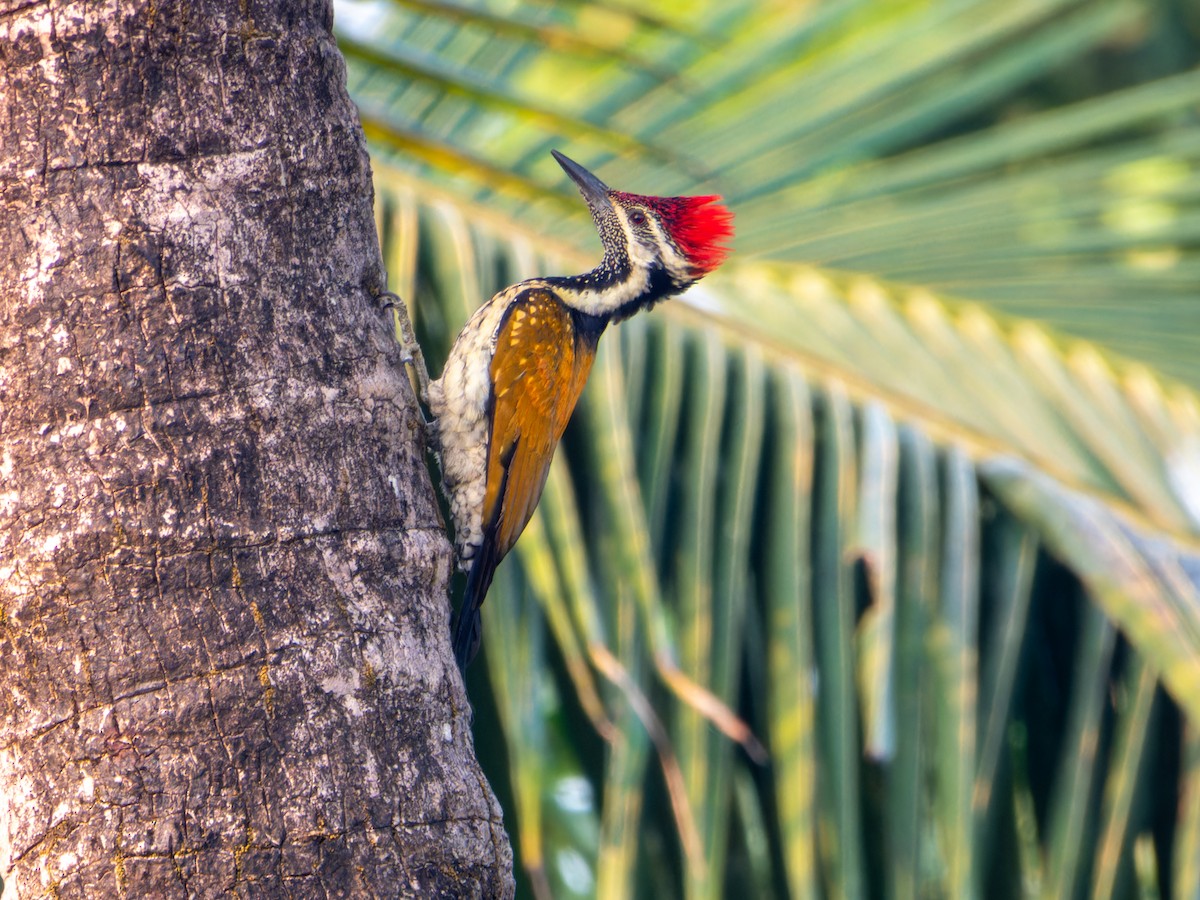 bengalspett - ML645331133