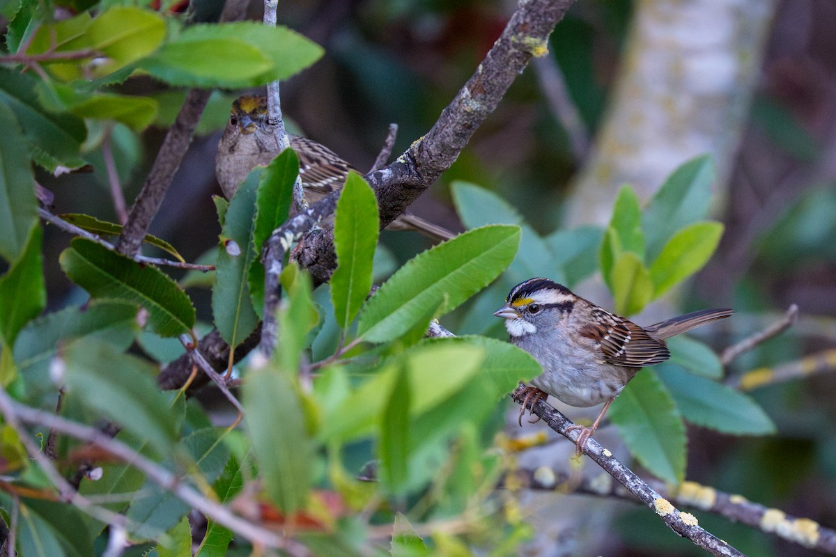 hvitstrupespurv - ML645331134