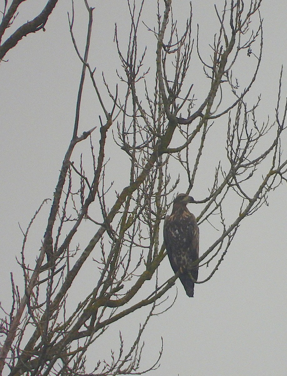 havørn - ML645331135