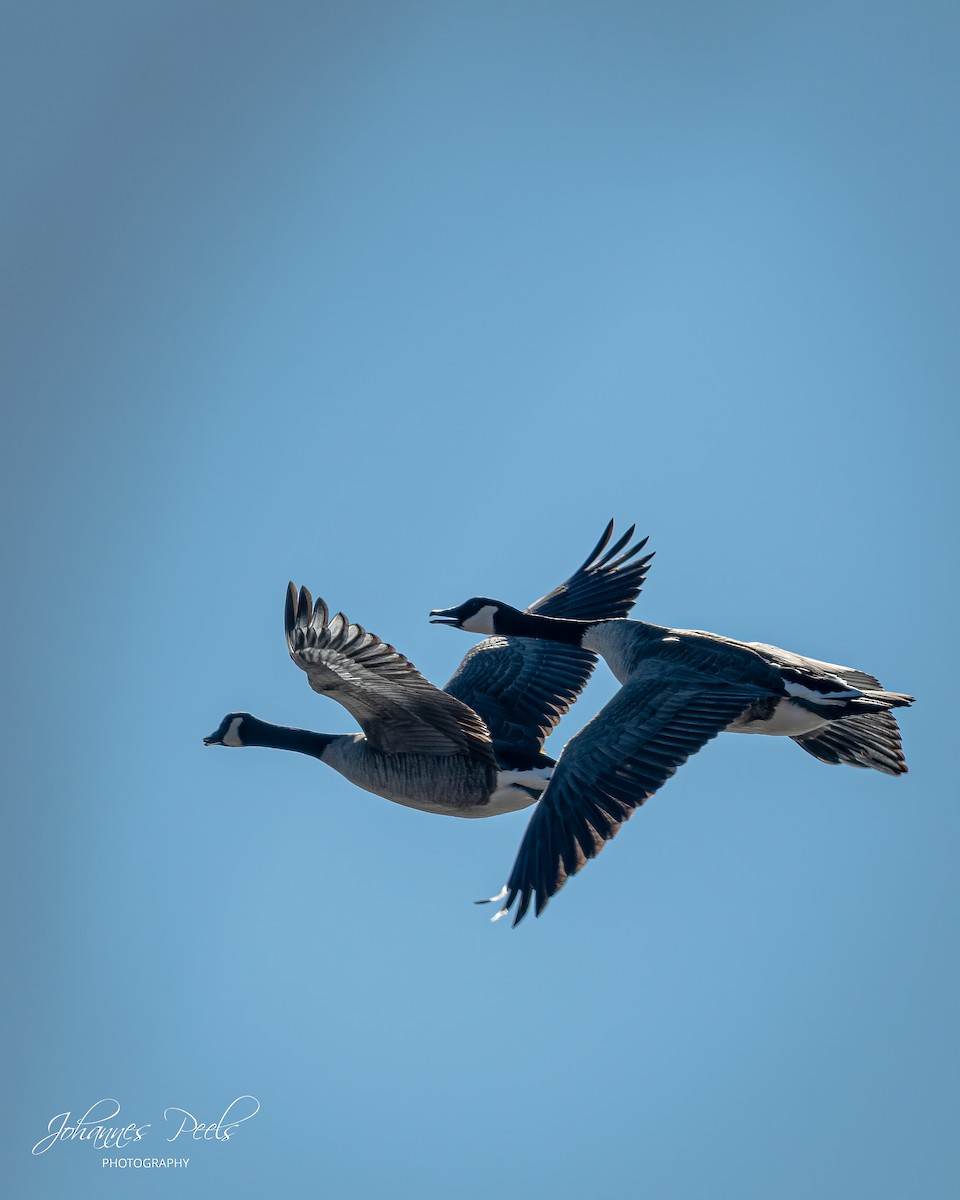 kanadagås - ML645331136