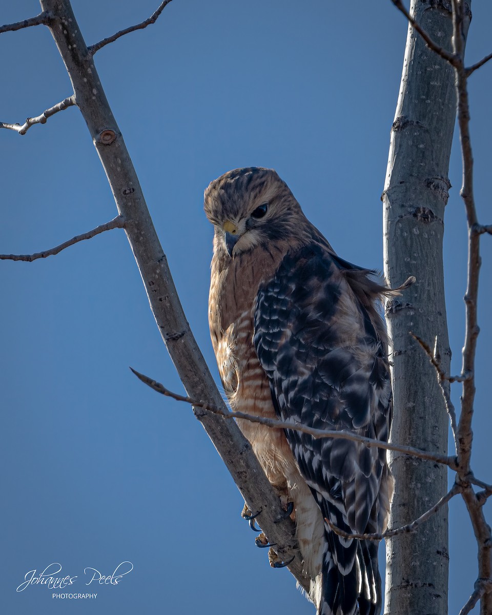 rødvingevåk - ML645331138