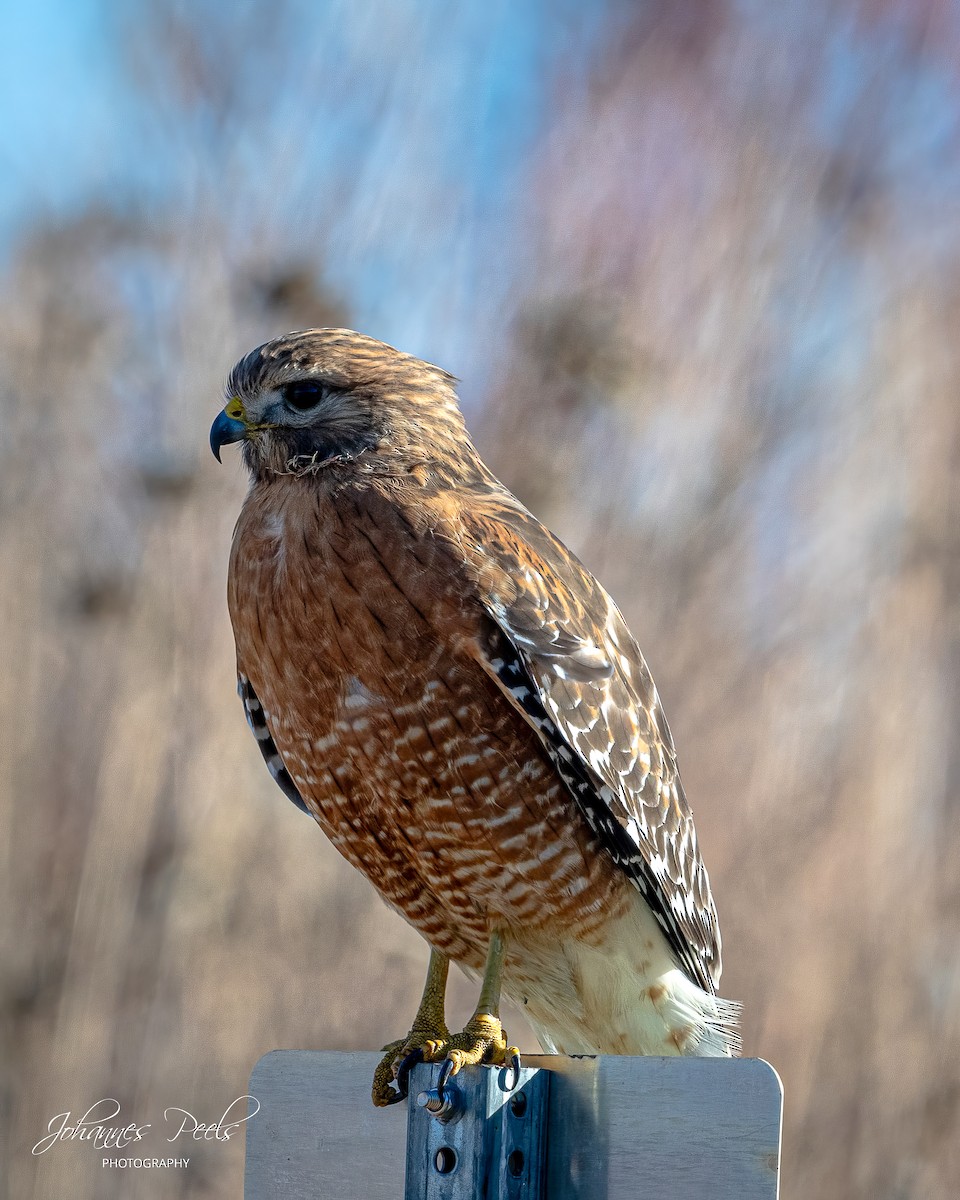 rødvingevåk - ML645331139