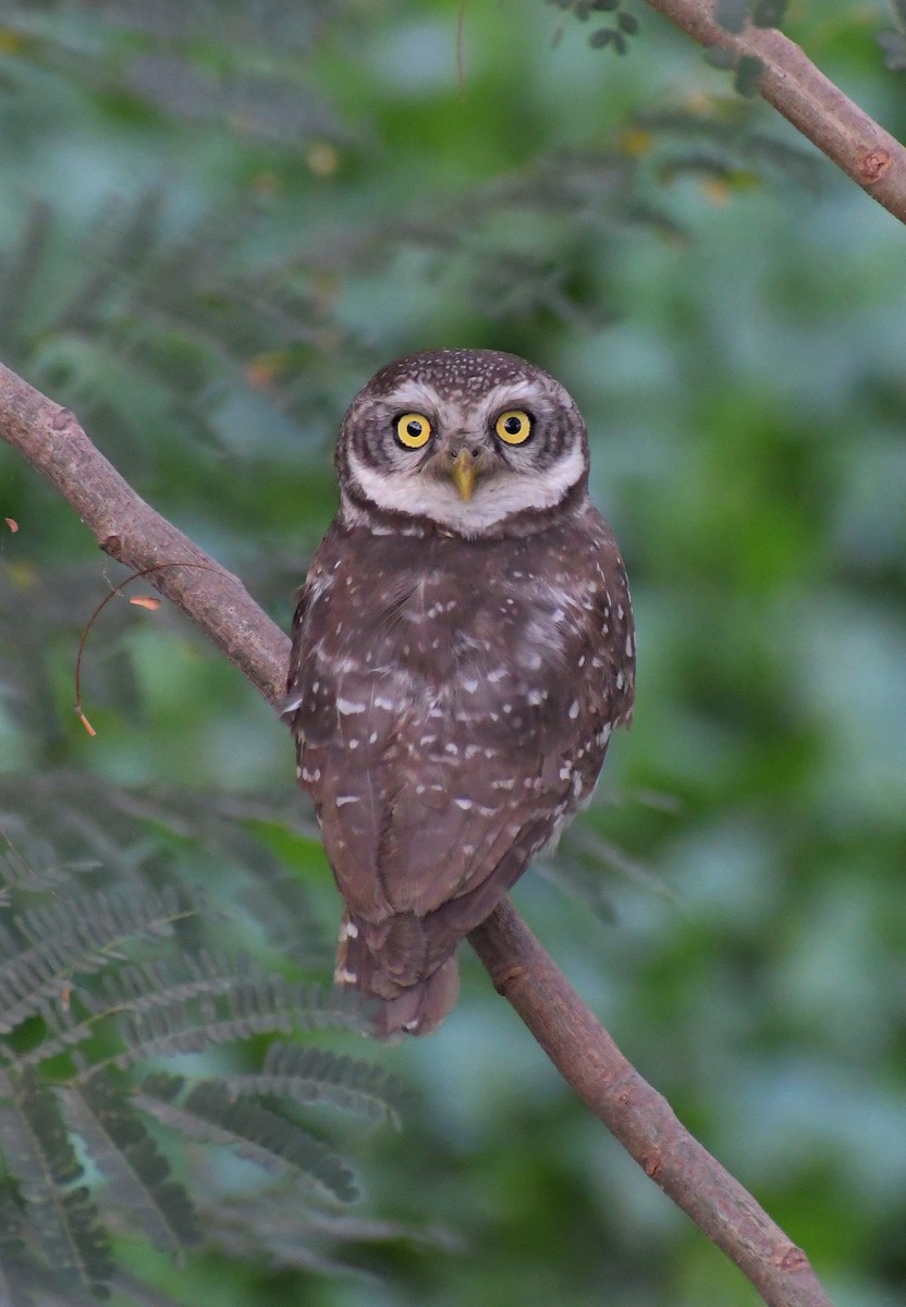 tempelugle - ML645331141