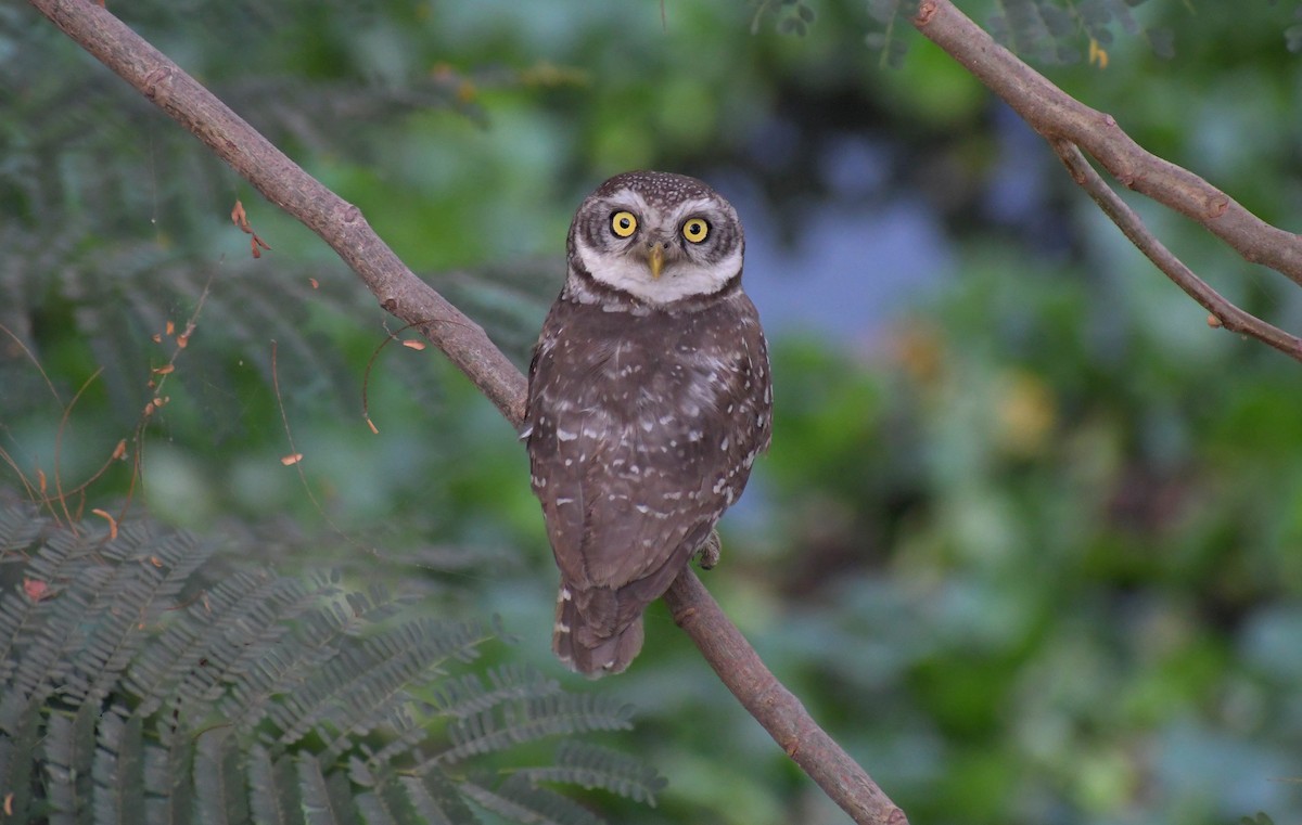 tempelugle - ML645331142