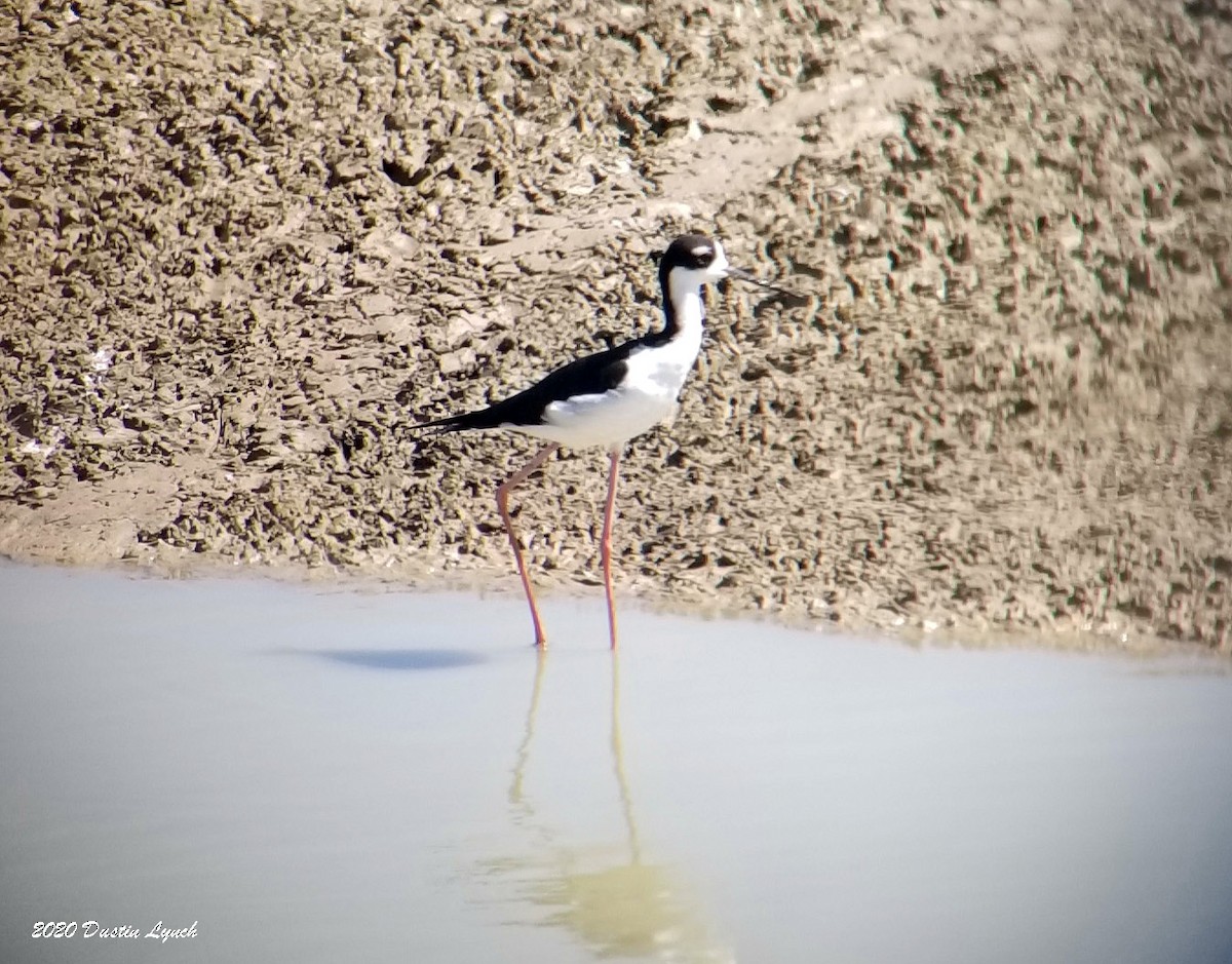 svartkronestylteløper - ML645331143