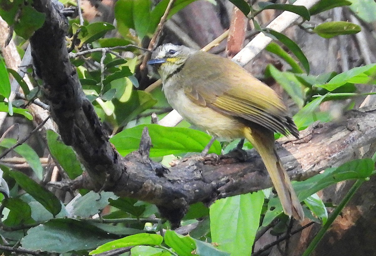 hvitbrynbylbyl - ML645331144