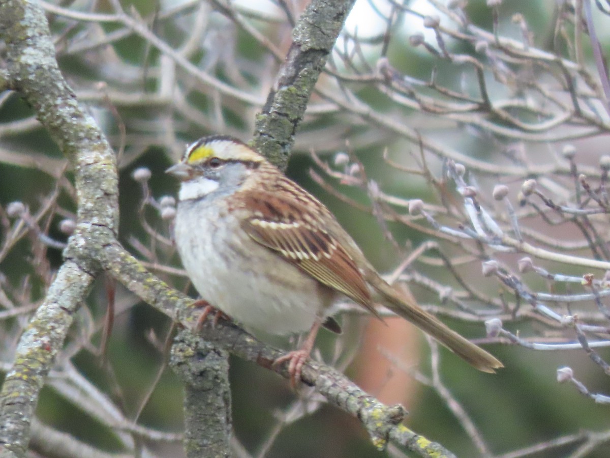 hvitstrupespurv - ML645331145