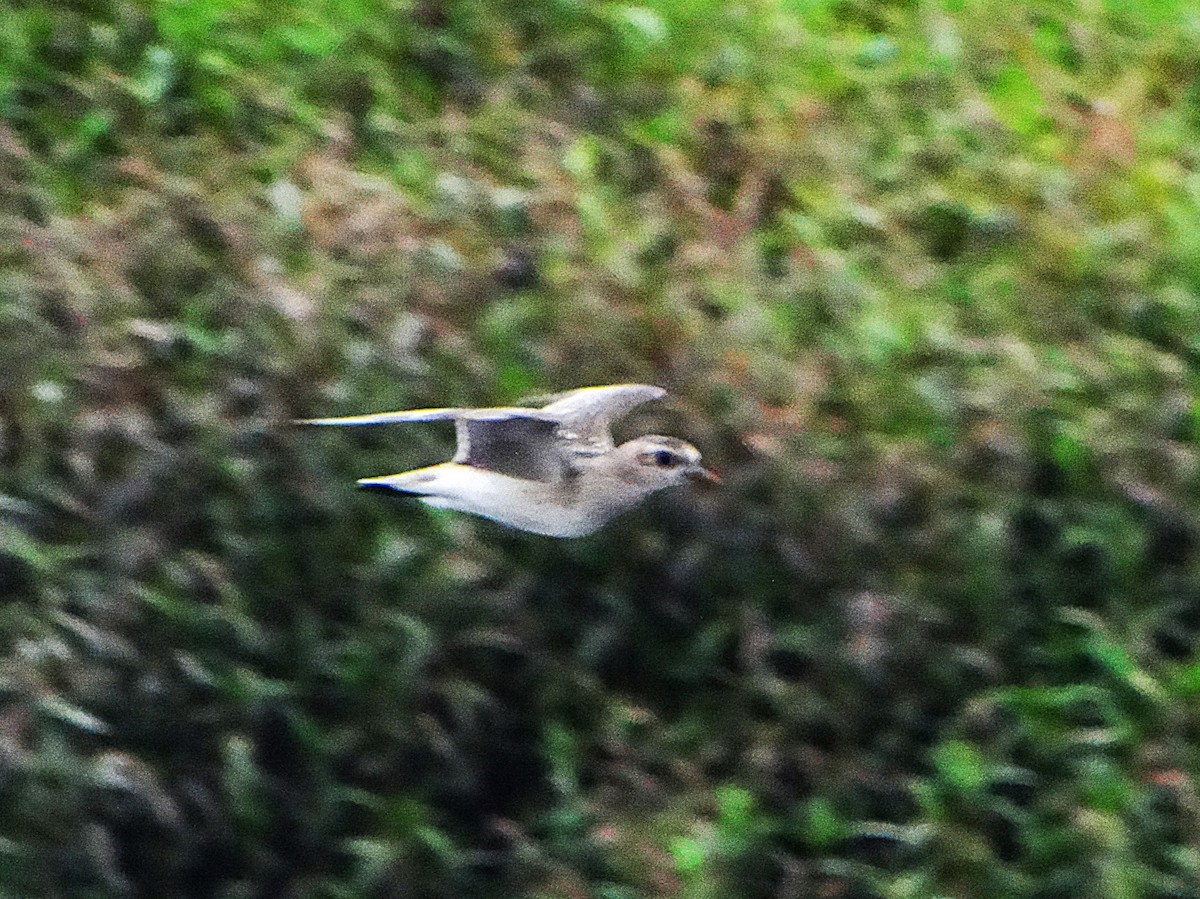 kanadalo - ML645331146