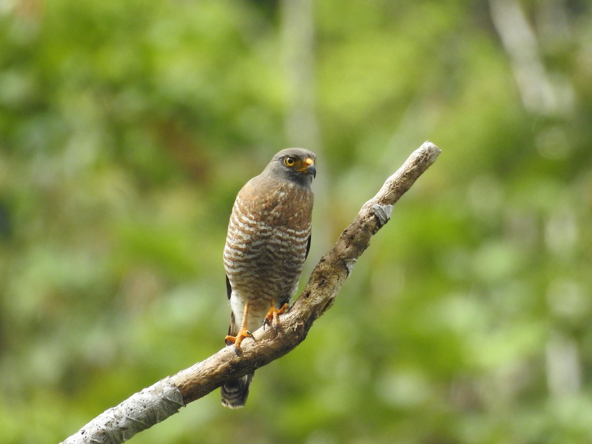 veivåk - ML645331147