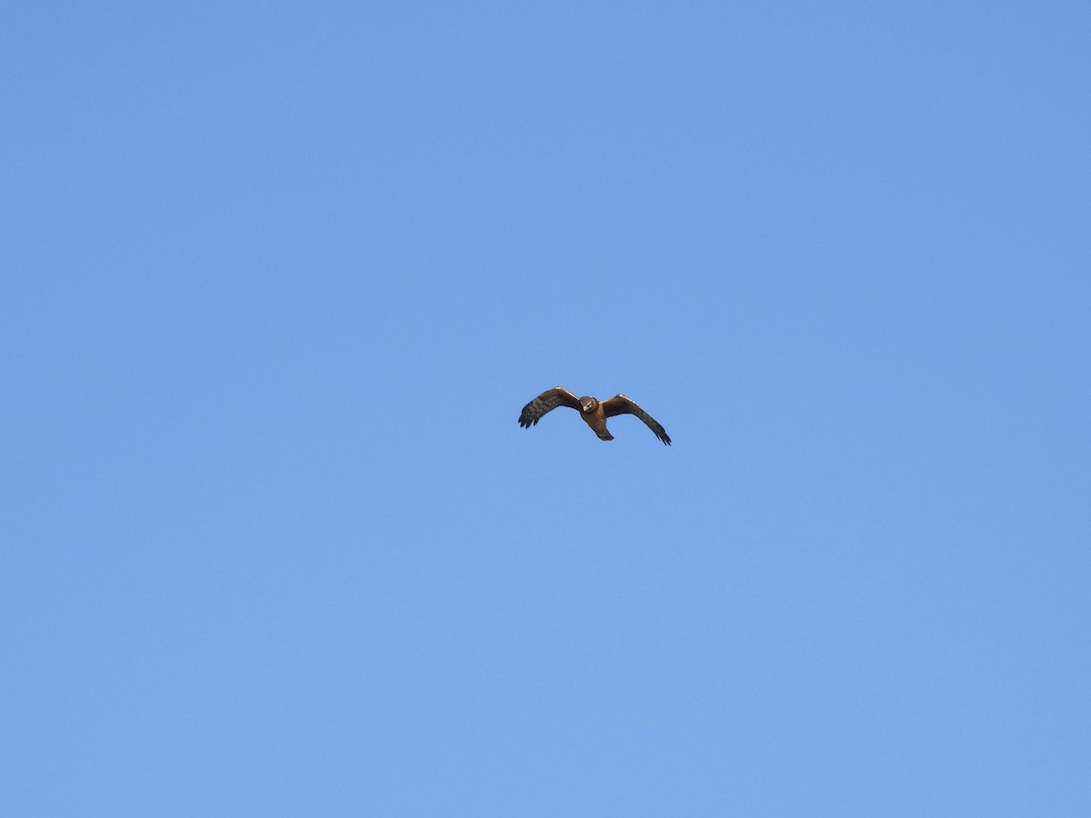 mørkmyrhauk - ML645331148