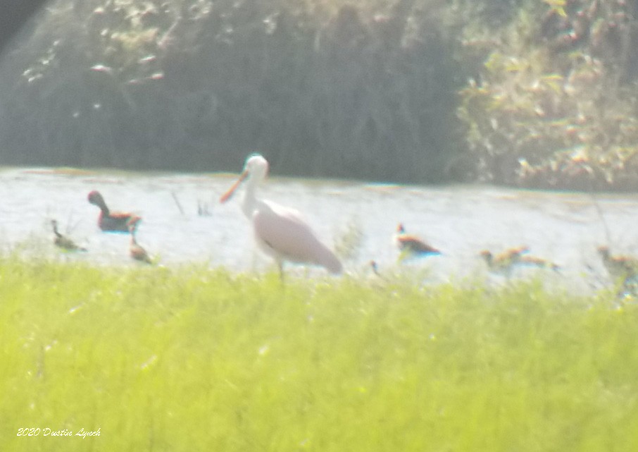 rosenskjestork - ML645331149