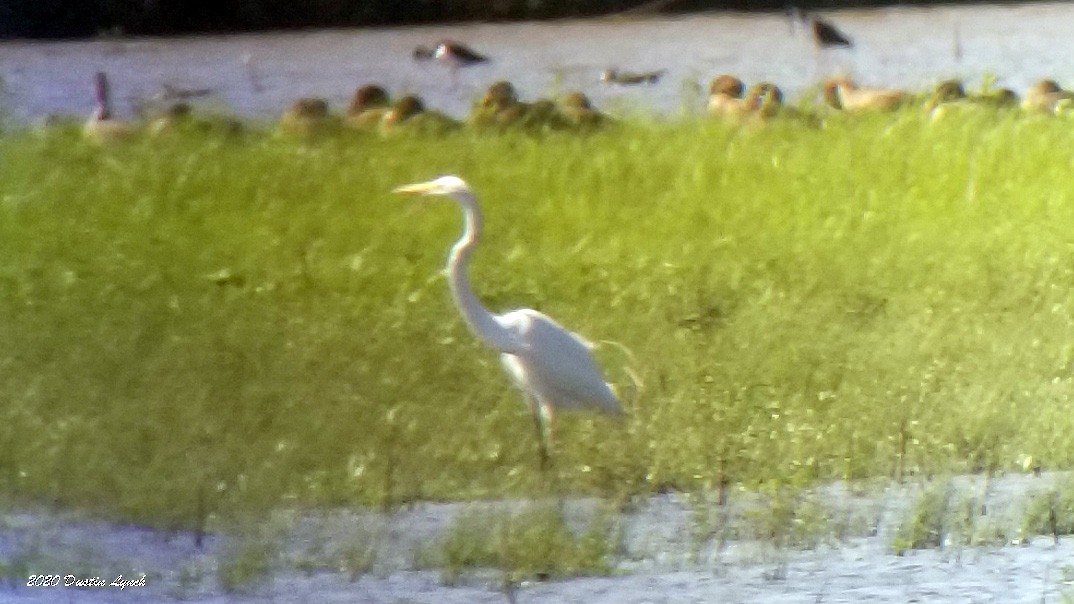 herodiashegre - ML645331151