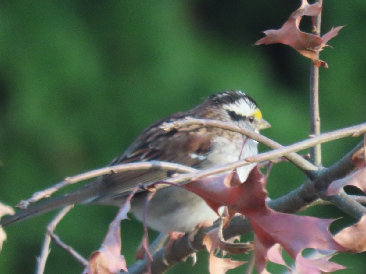 hvitstrupespurv - ML645331152