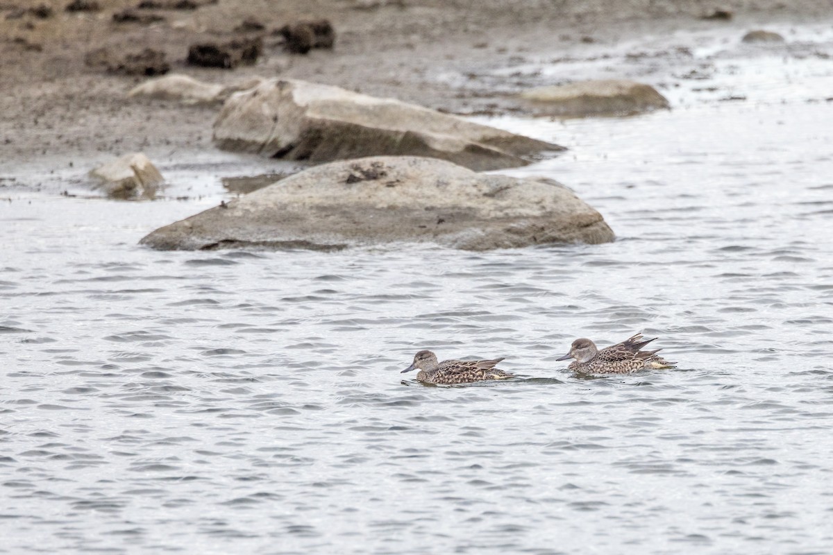 stjertand - ML645331153