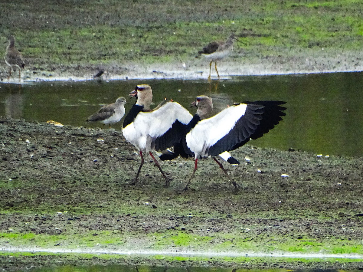 bronsevipe - ML645331155