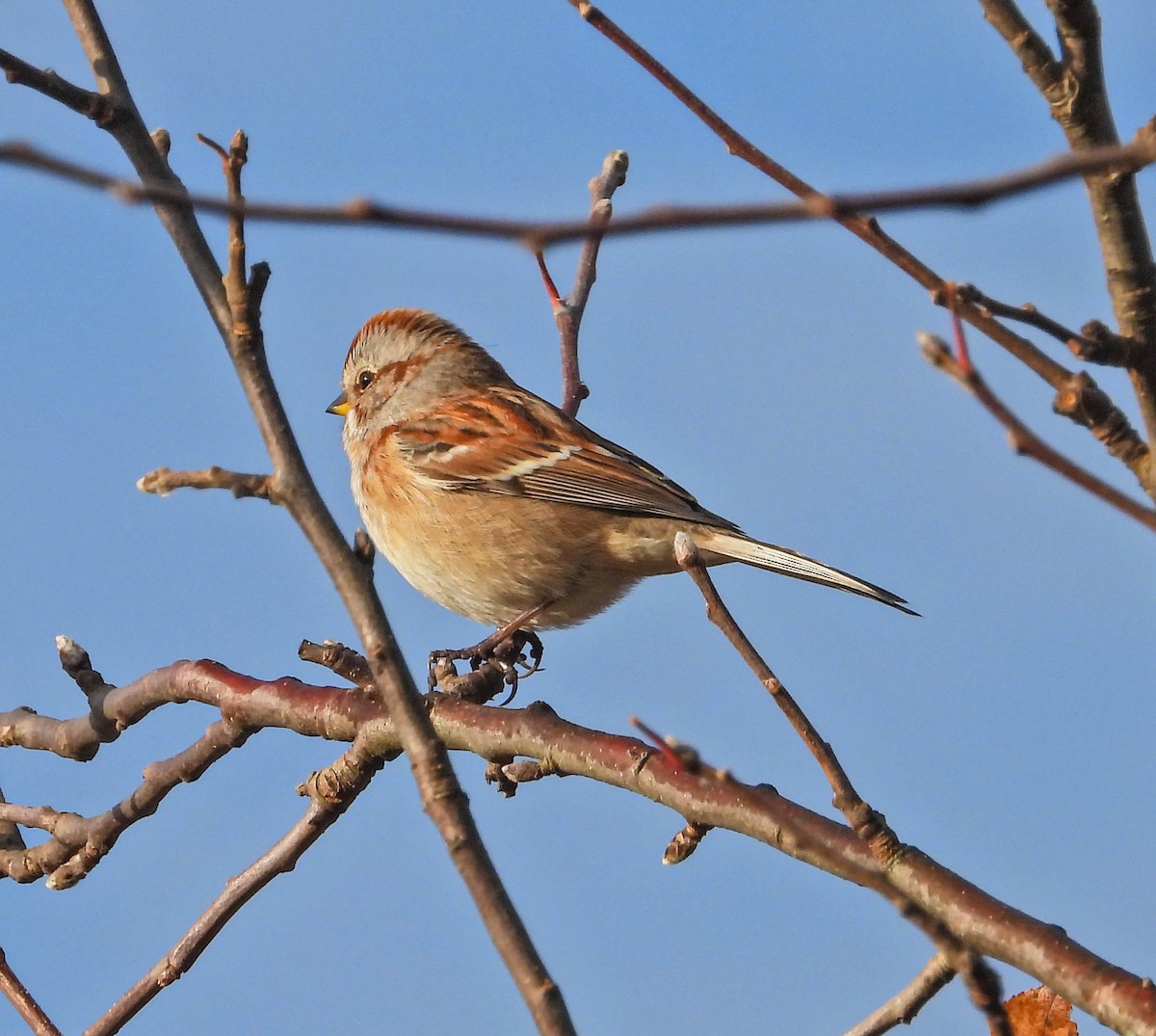 bjørkespurv - ML645331156