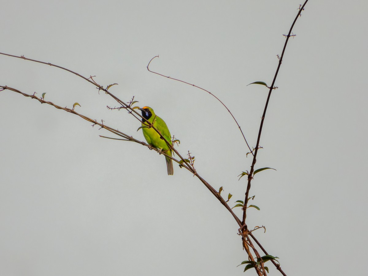 gyllenpannebladfugl - ML645331157