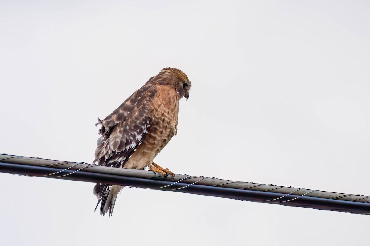 rødvingevåk - ML645331158