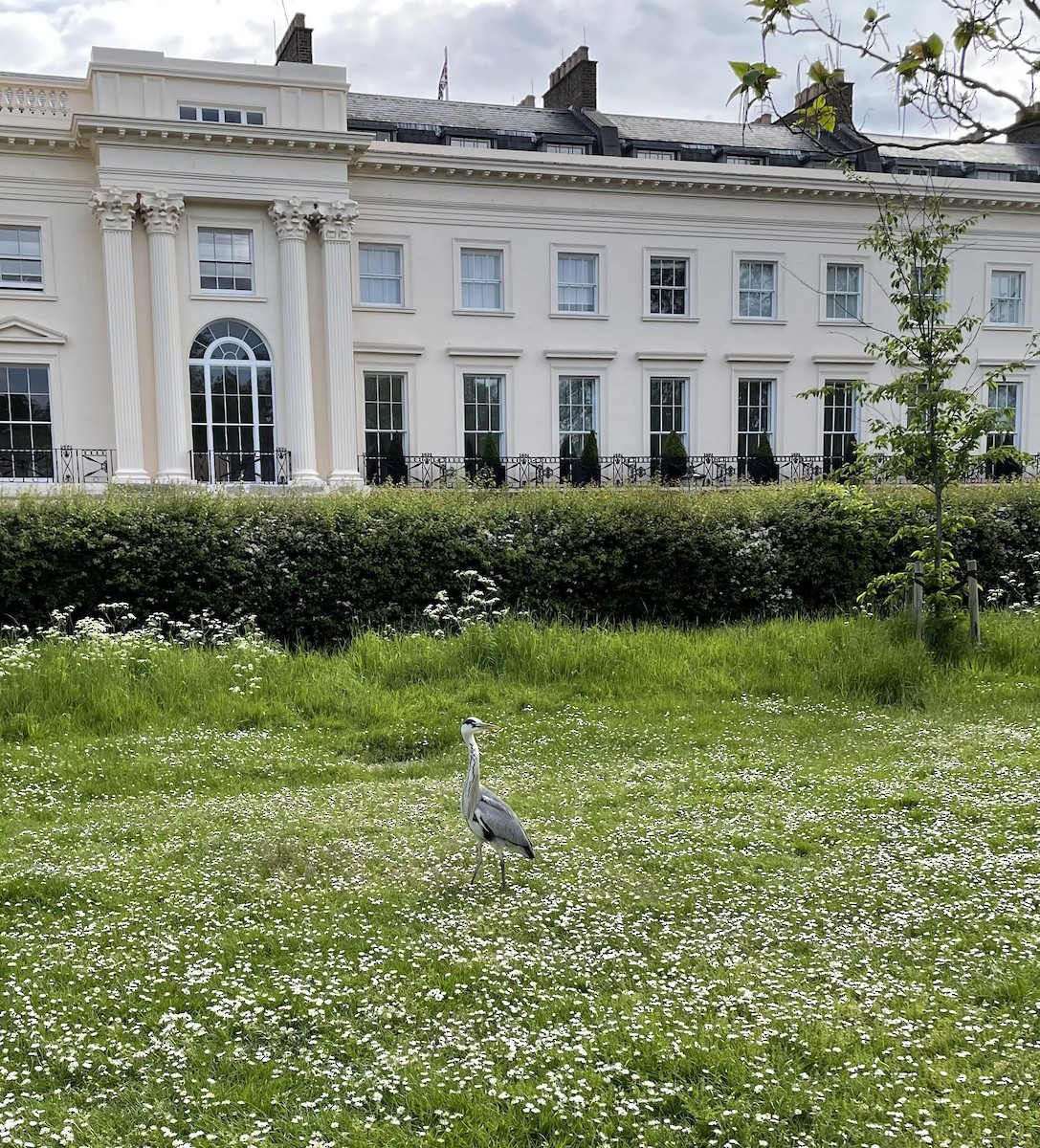 gråhegre - ML645331159