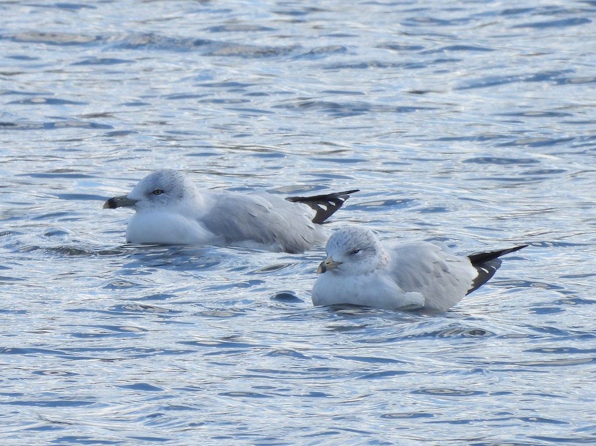 ringnebbmåke - ML645331160