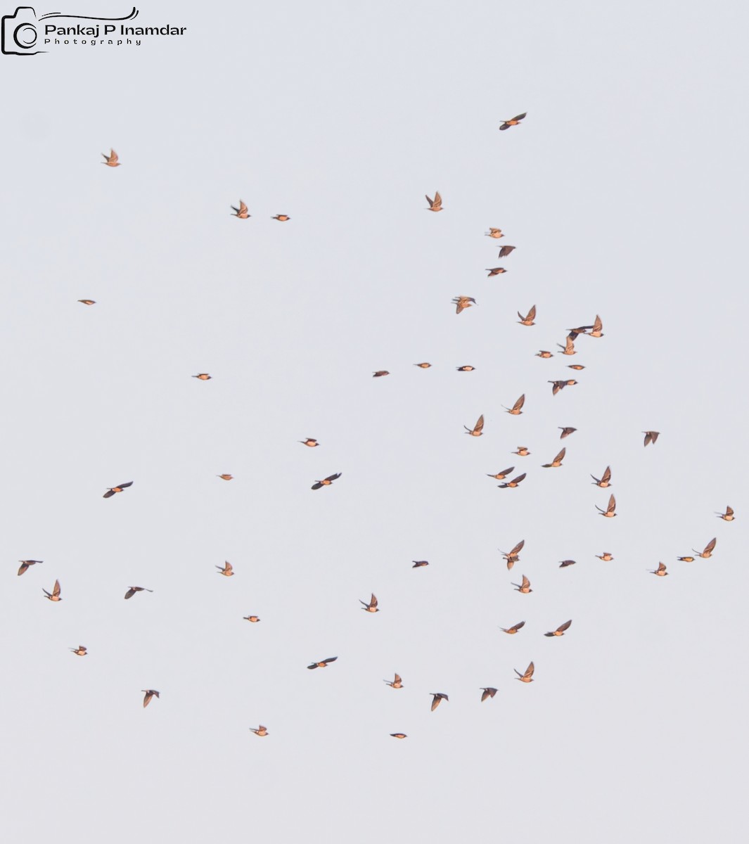 Rosy Starling - ML645331167