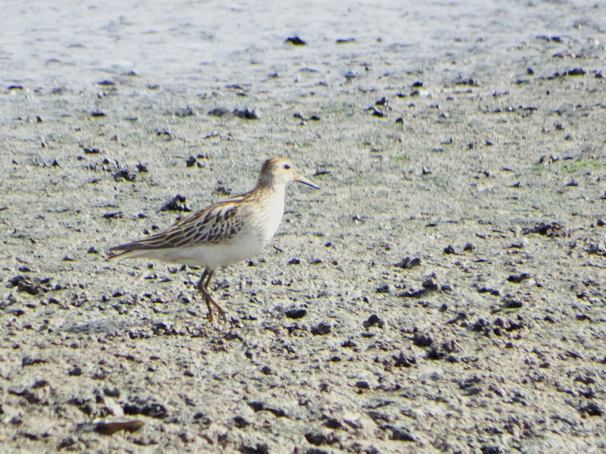 Pectoral Sandpiper - ML645331183