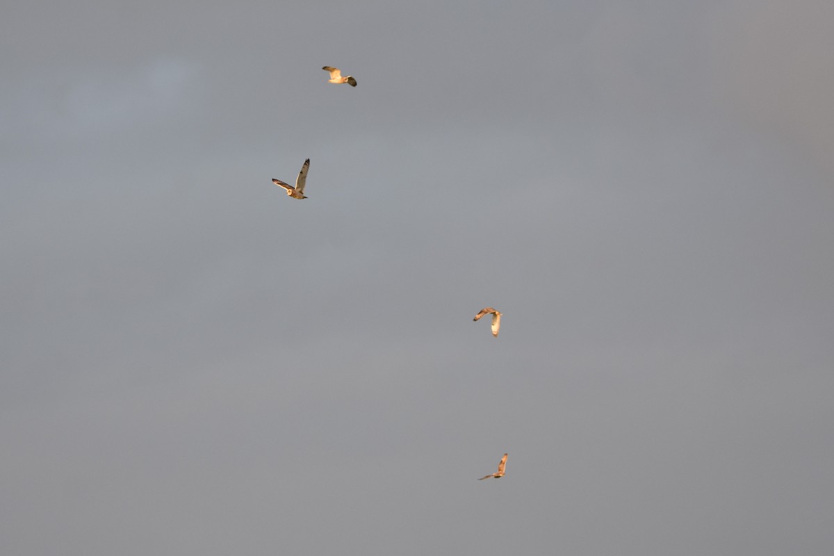 コミミズク - ML645331184