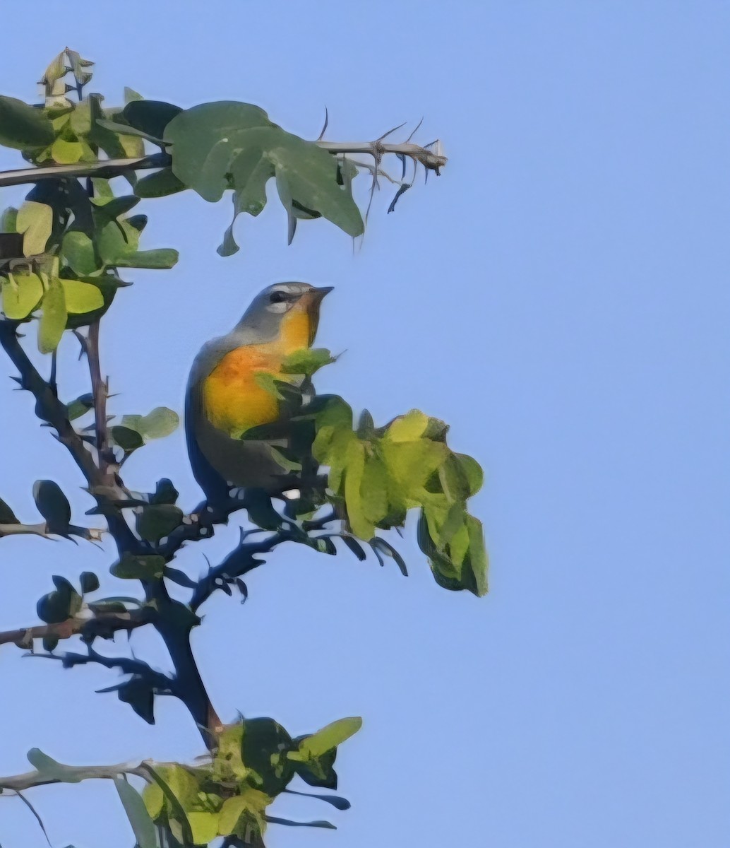 Paruline à collier - ML645331196