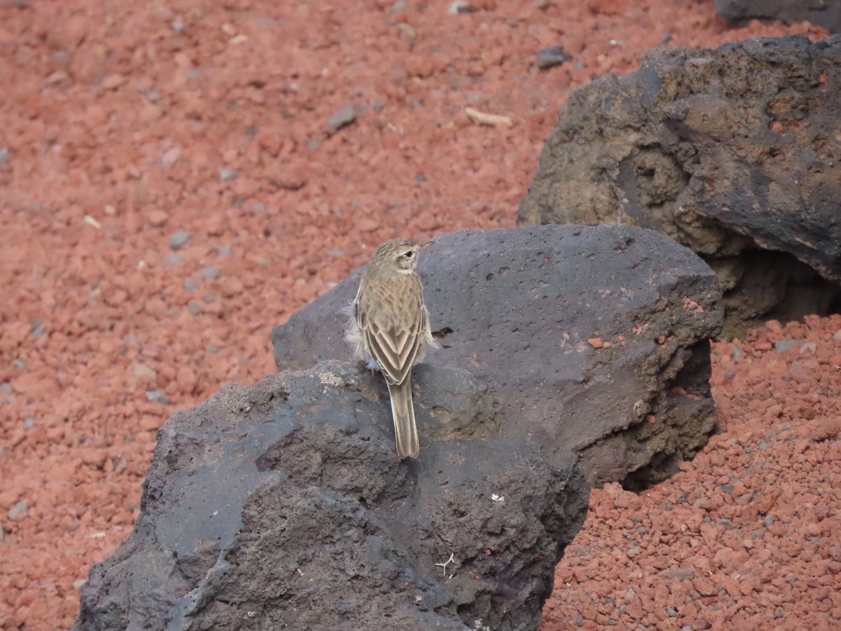 Berthelot's Pipit - ML645331200