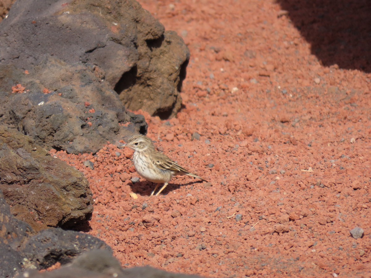 Berthelot's Pipit - ML645331202