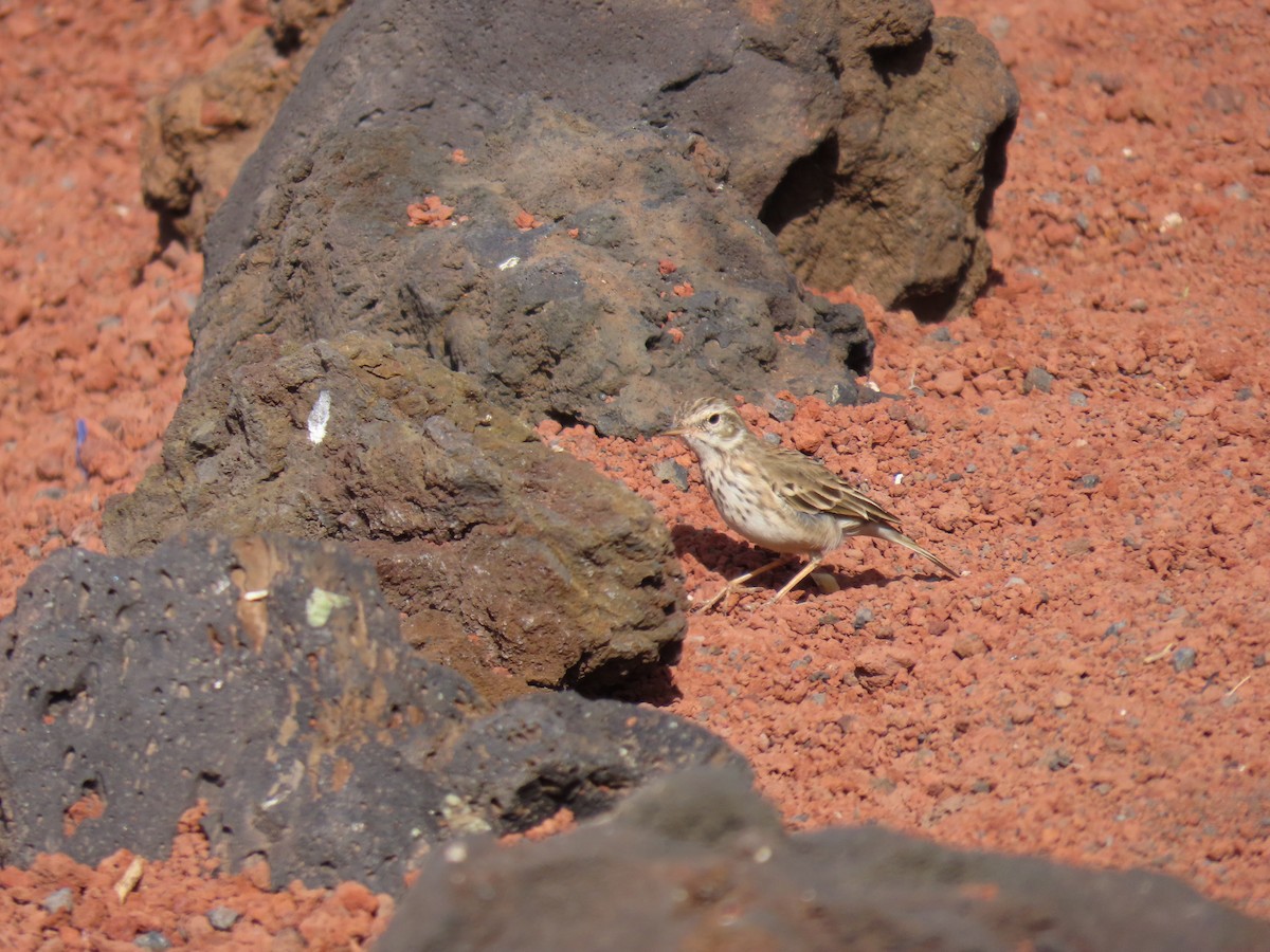 Berthelot's Pipit - ML645331203