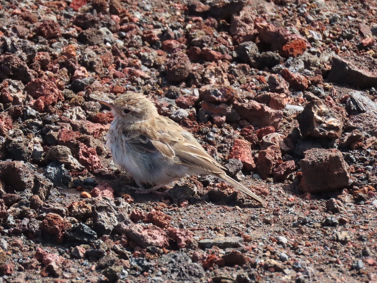 Berthelot's Pipit - ML645331204