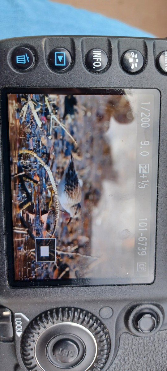 Least Sandpiper - ML645331207