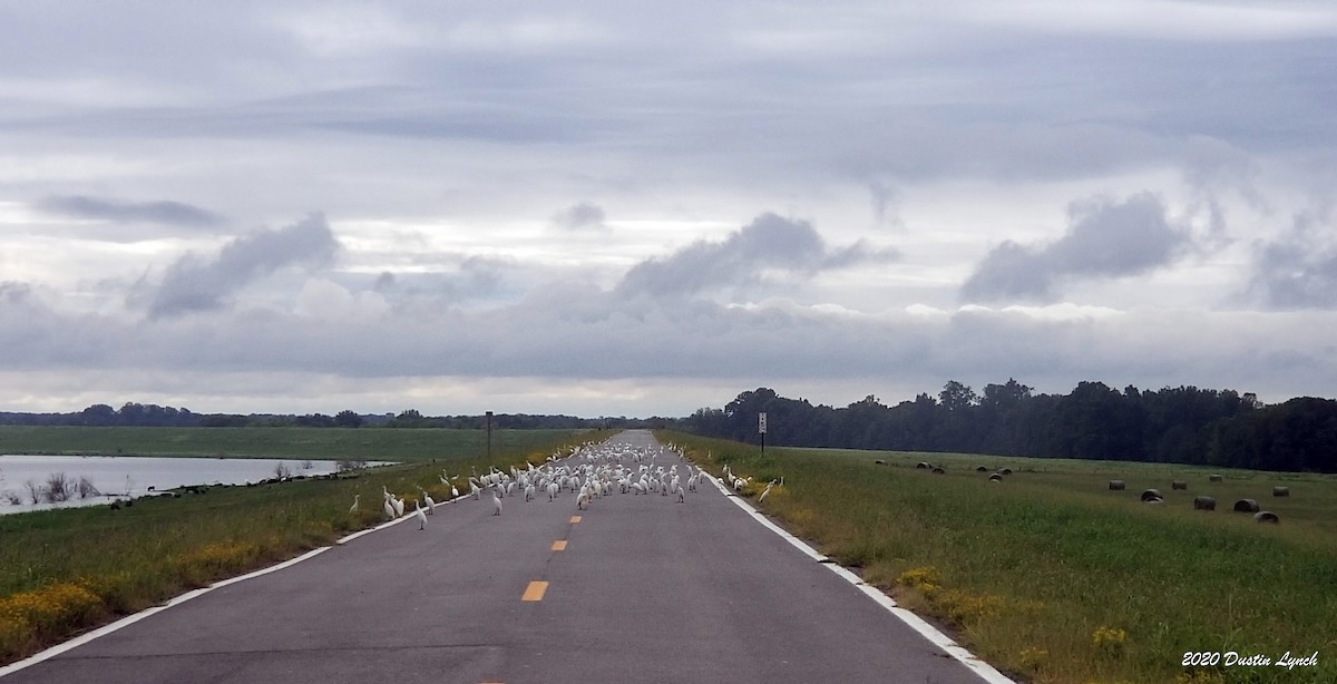 Western Cattle-Egret - ML645331208