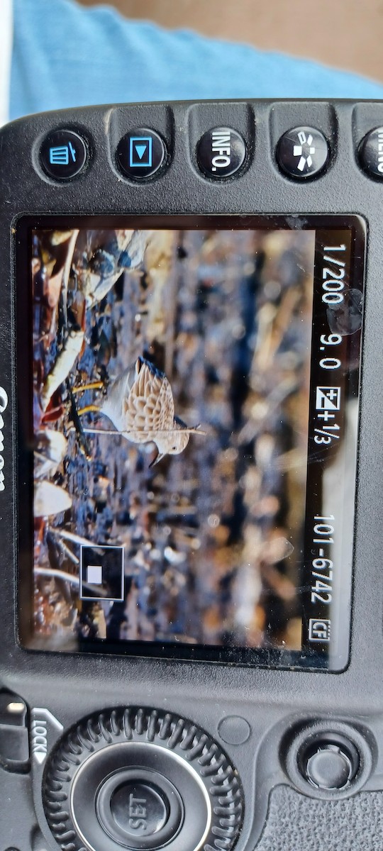 Least Sandpiper - ML645331211