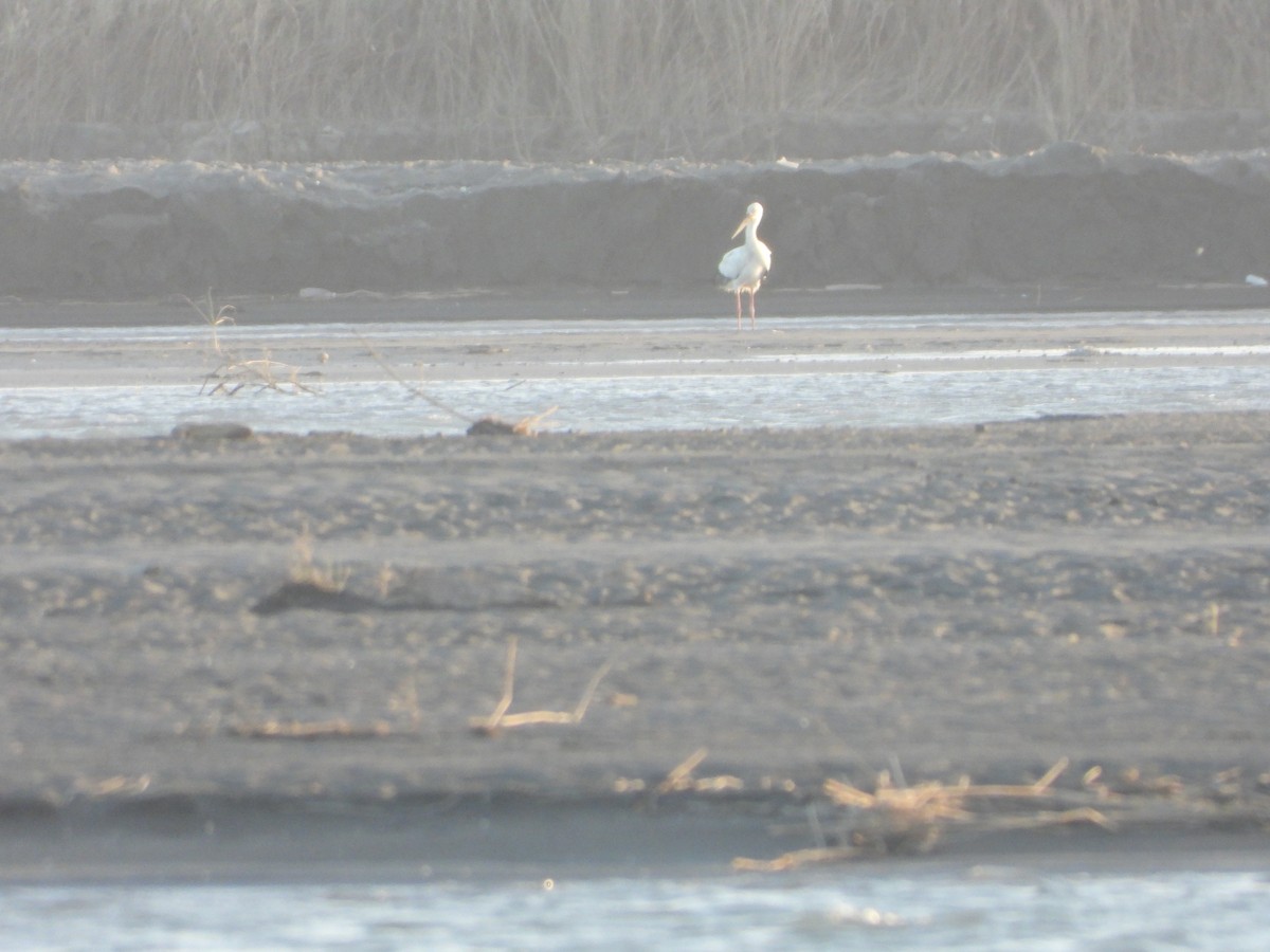 čáp východní - ML645331212