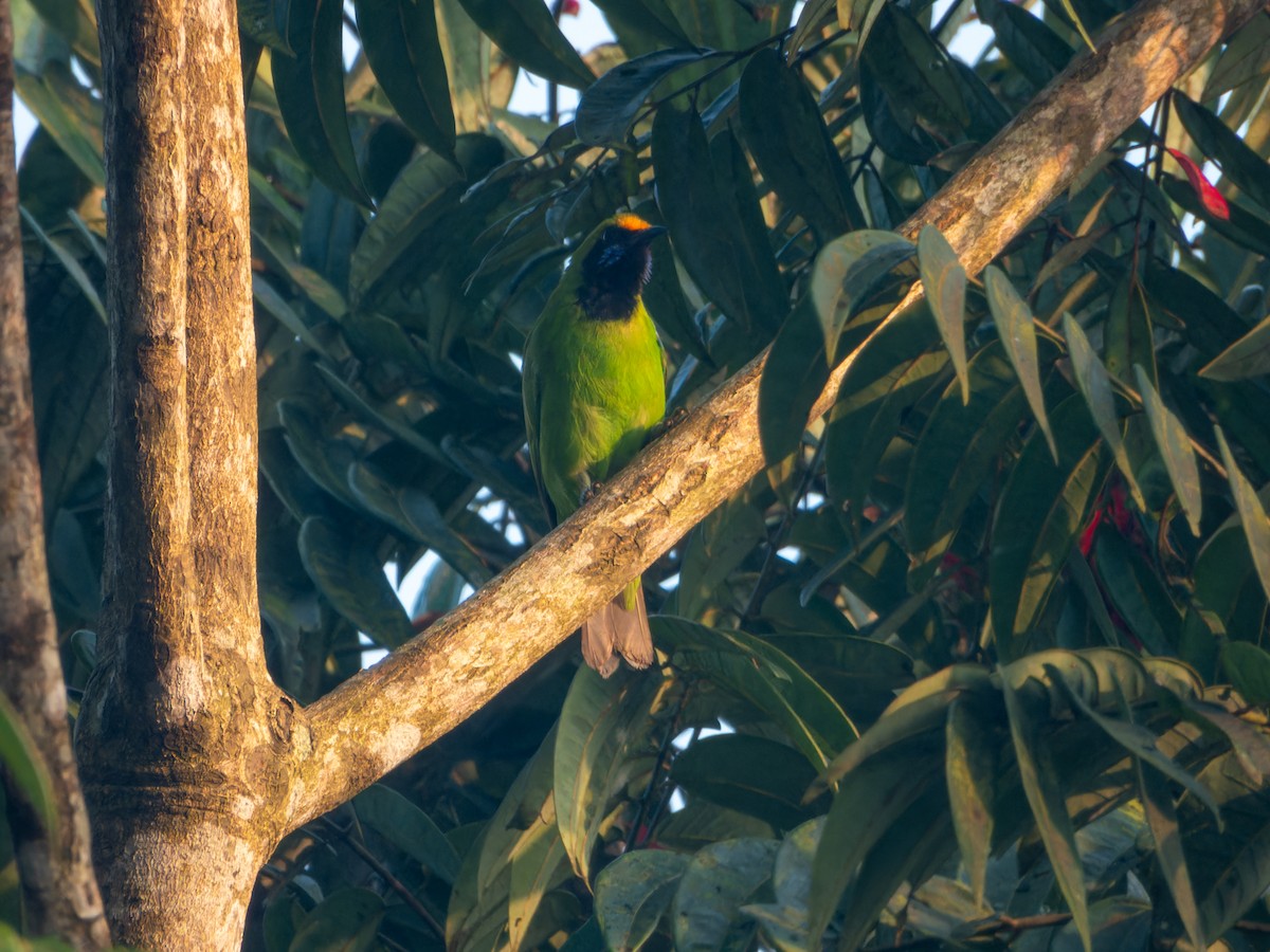 Verdin à front d'or - ML645331221