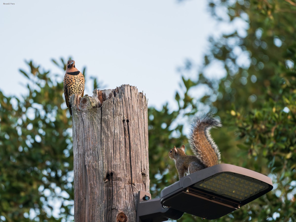 Eastern Gray Squirrel - ML645331230