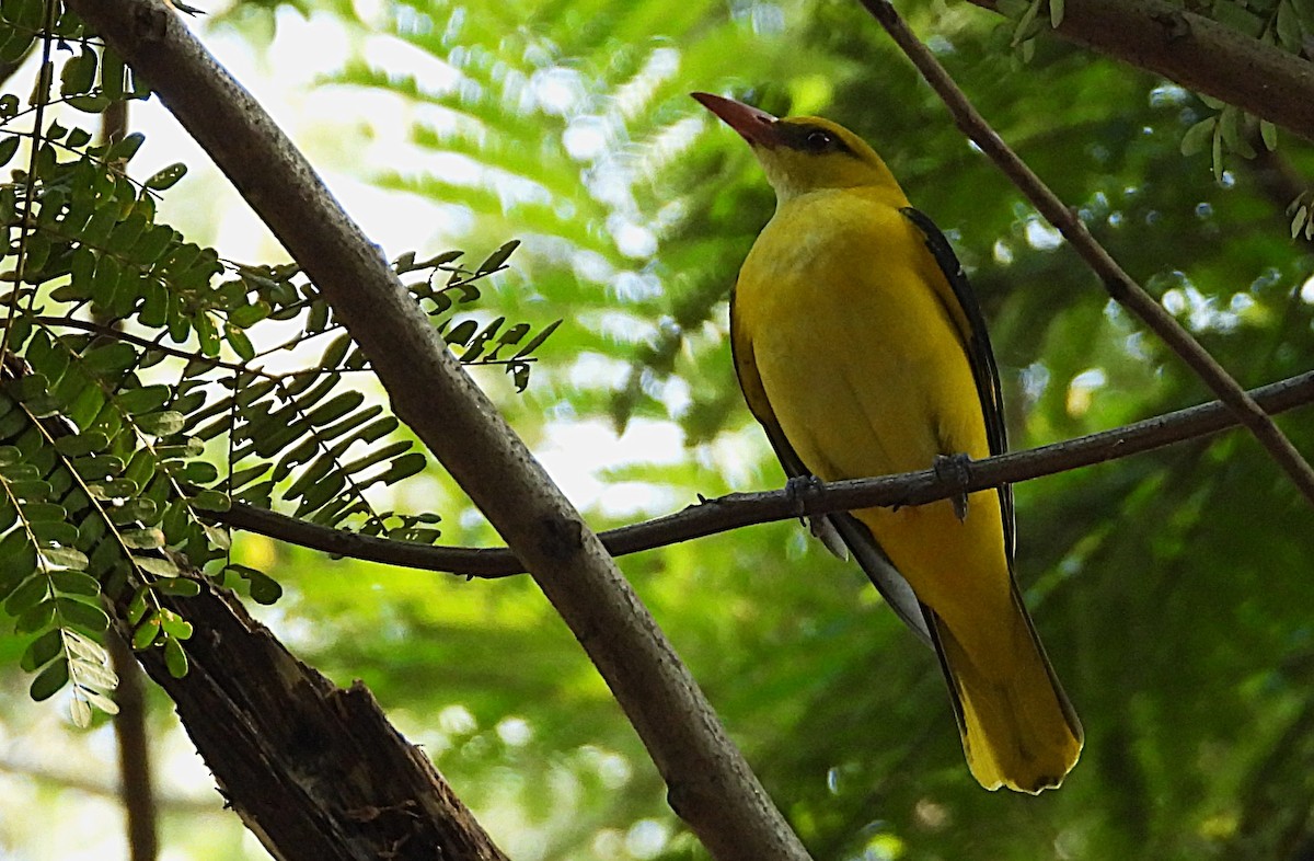 Indian Golden Oriole - ML645331231