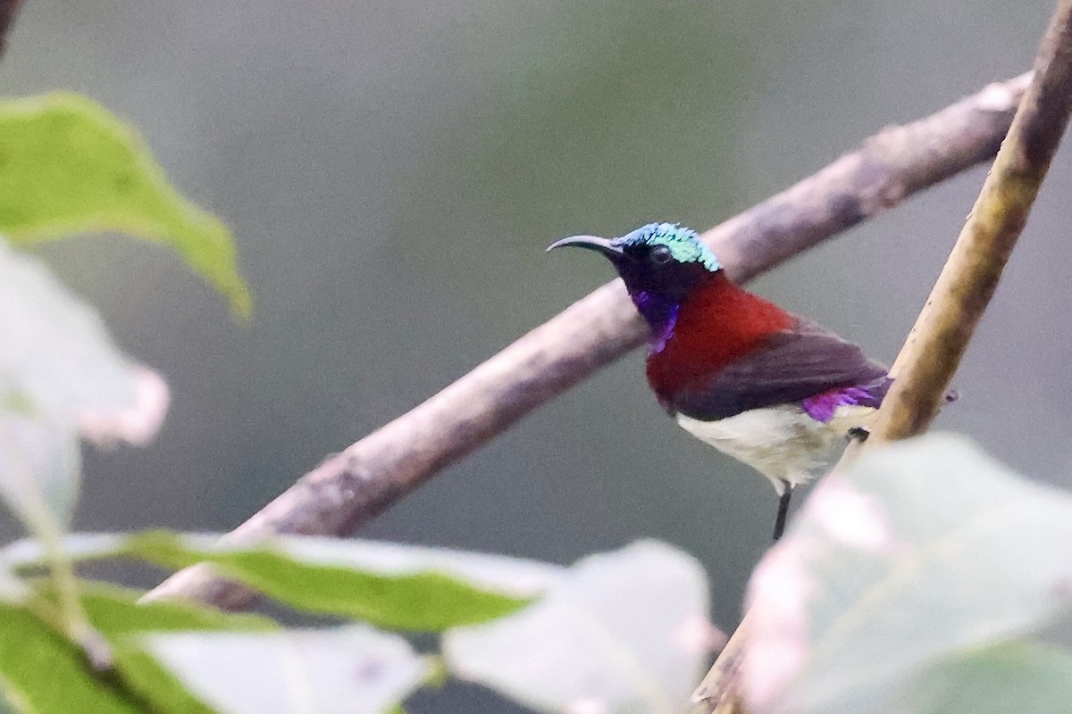 Crimson-backed Sunbird - ML645331239
