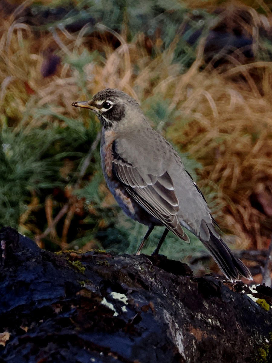 American Robin - ML645331240