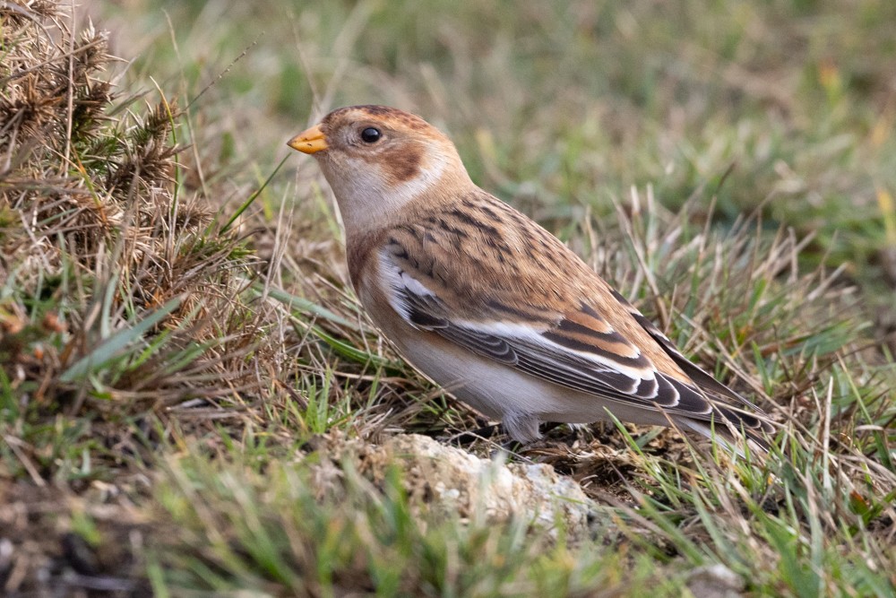 Snow Bunting - ML645331241