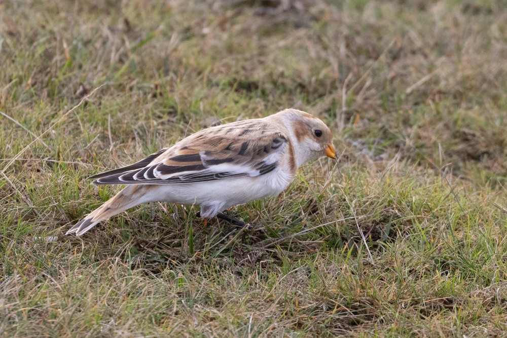 Snow Bunting - ML645331243